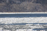 4L4C1451