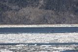 4L4C1455